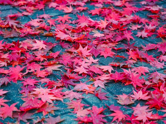 Intégrer le rose dans votre décoration automnale pour plus de chaleur